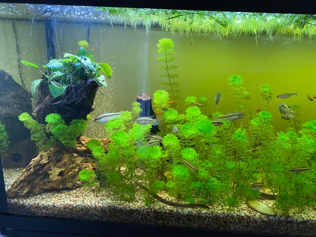 Juwel aquarium 240L met kast, Poisson, Poisson d'eau douce