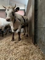 Wit-blauw Mixte vaarzen, Dieren en Toebehoren, Vrouwelijk, 0 tot 2 jaar