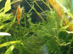 Mousse de Java, plante d'aquarium. Oudenbourg, Animaux & Accessoires