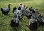Broedeieren Wyandotte Zilver Zwartgezoomd Groothoender, Dieren en Toebehoren, Pluimvee