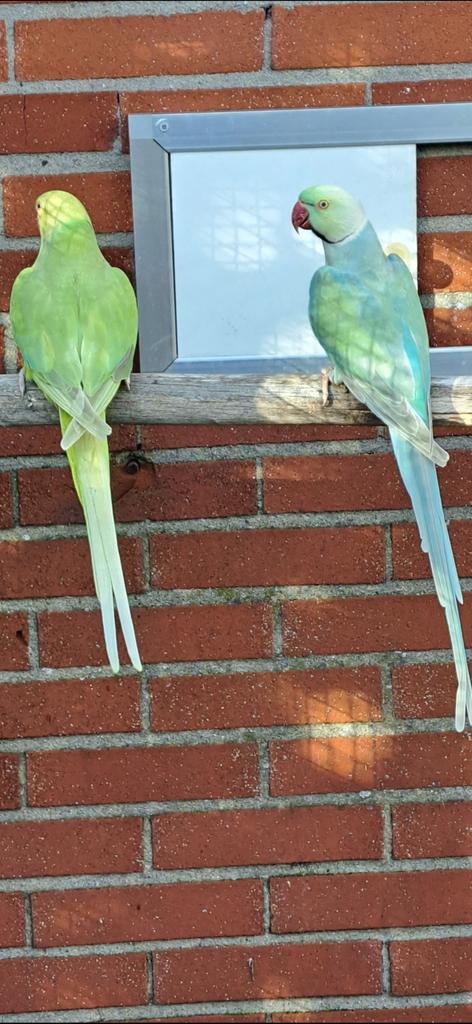 Halsbandparkieten, Plusieurs animaux, Perruche, Bagué
