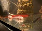 6 axolotl’s te koop 8weken oud