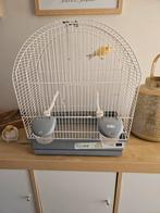 Canaris + cage, Mâle