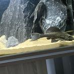 XXXL Pleco Gibbiceps te koop, Dieren en Toebehoren, Vissen | Aquariumvissen