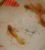 Nog 1 jongvolw. koppel Longfin albino ancistrus, Poisson, Poisson d'eau douce, Banc de poissons