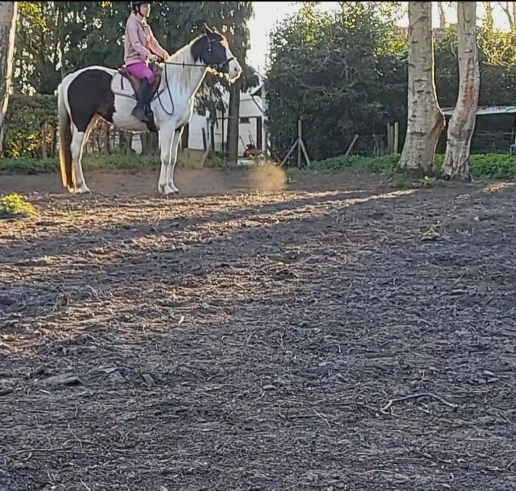 Bonte merrie, Dieren en Toebehoren, Merrie