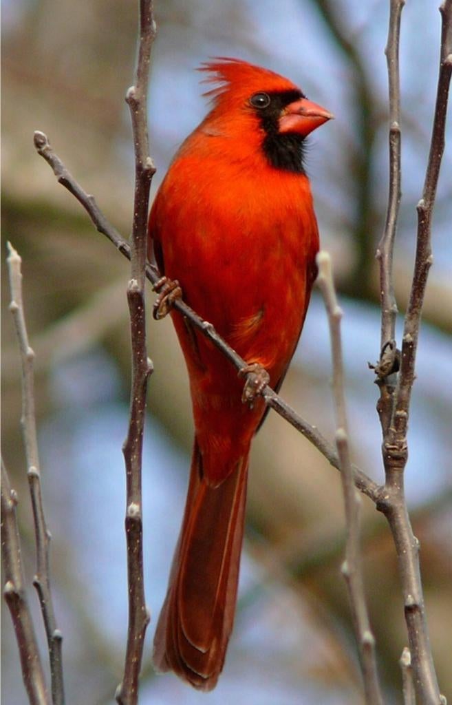 Koppel rode kardinalen, zie beschrijving, Bagué