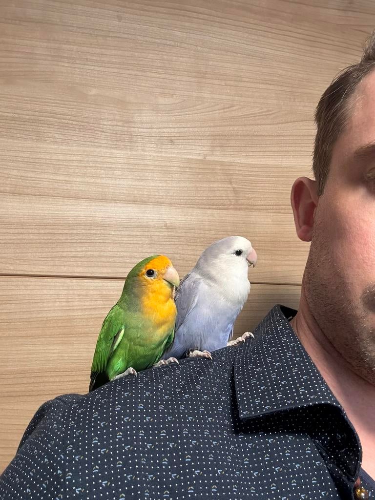 Jong super handtam koppeltje dwergpapegaai agapornis, Dieren en Toebehoren, Vogels | Parkieten en Papegaaien, Meerdere dieren