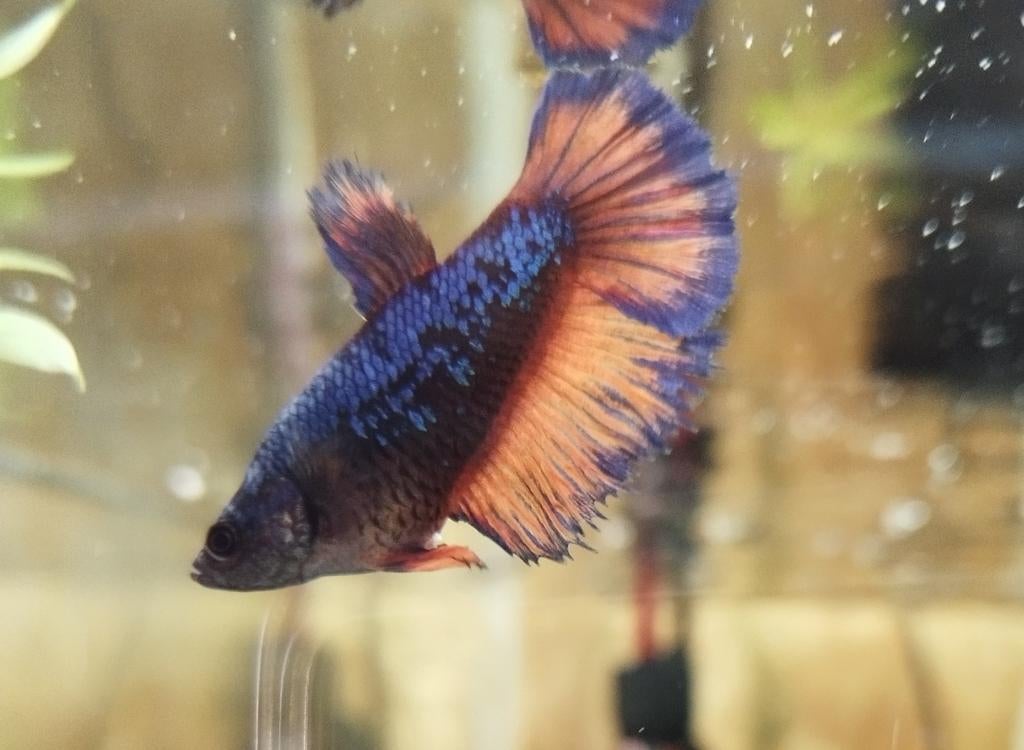 Betta vrouwen