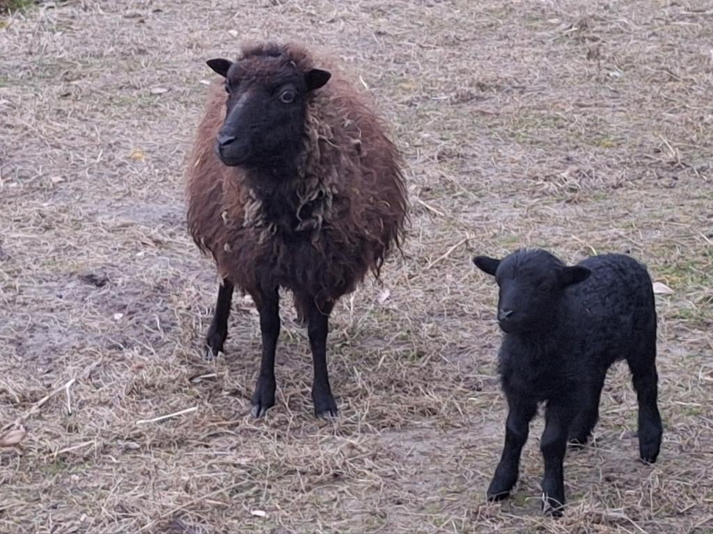 Heel mooi ouessant ooi met boklam, Dieren en Toebehoren, Schapen, Geiten en Varkens