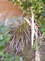 vaste plant, Tuin en Terras, Ophalen, Vaste plant