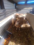 Texel ooien, Dieren en Toebehoren, Schapen, Geiten en Varkens