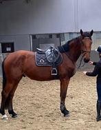 3jarige bamako, Dieren en Toebehoren, Paarden, Ruin, Zadelmak