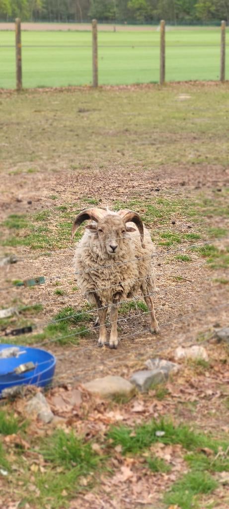 Ouessant witte bok 1 jaar, Dieren en Toebehoren, Mannelijk, Schaap, 0 tot 2 jaar