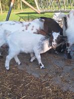 Dwerggeit mieke, Vrouwelijk, Geit, 0 tot 2 jaar