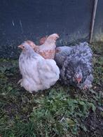 Cochin hennetjes te koop