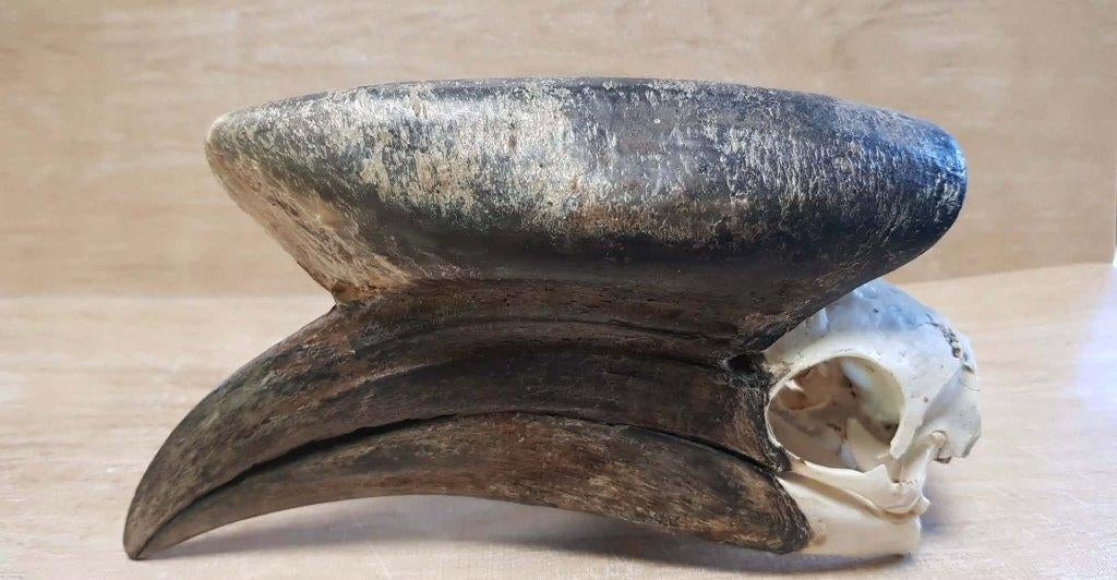 neushoornvogel schedel, Ophalen of Verzenden, Gebruikt, Vogel, Schedel