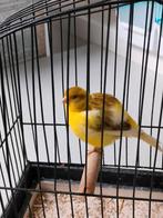 Fife-fancy, Animaux & Accessoires, Oiseaux | Canaris, Mâle, Canari de posture