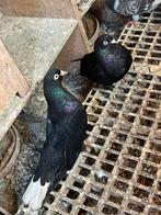 Arap ayna kuyruk kopels 100 e, Dieren en Toebehoren, Vogels | Duiven