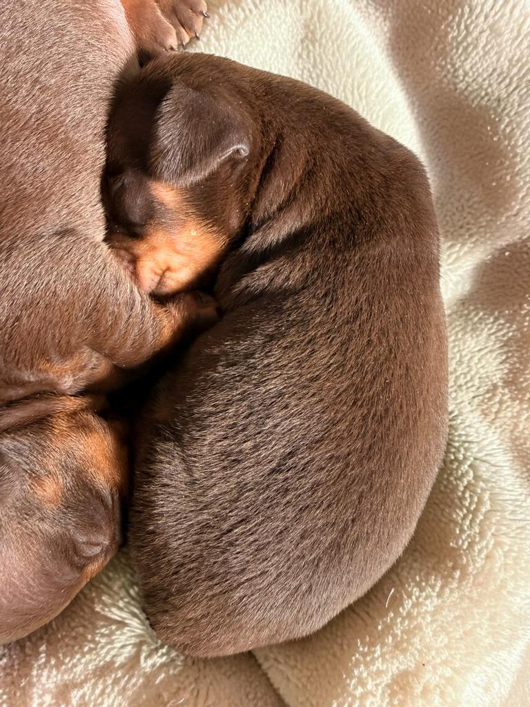 Kaninchen teckel pups, Dieren en Toebehoren, Honden | Teckels en Dashonden, Kaninchen, Parvo, België, 8 tot 15 weken