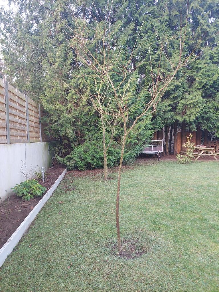 Zwarte moerbei (Morus nigra), Ophalen, 250 tot 400 cm, Overige soorten