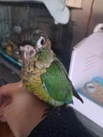 Handtamme pyrrhura, Dieren en Toebehoren, Geslacht onbekend, Parkiet, Geringd