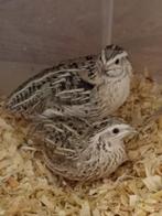 Europese kwartels - MUTATIE GRIJS - onverwant jong koppel, Dieren en Toebehoren, Pluimvee