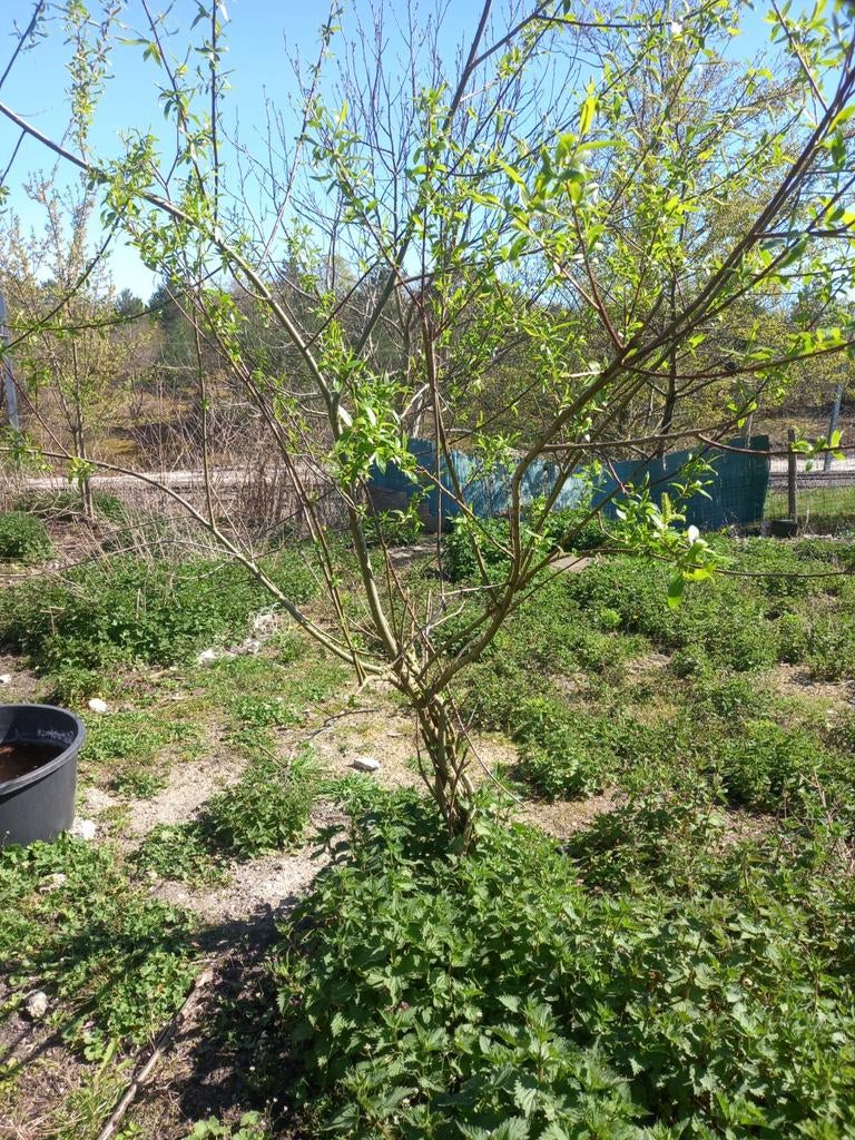 Boom, Tuin en Terras, Planten | Bomen, Ophalen