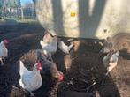 18 legkippen en 3 hanen te koop, Poule ou poulet