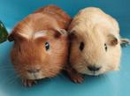 2 jonge cavia's, Dieren en Toebehoren, Knaagdieren, Maart, Mannelijk, Cavia