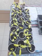 Slaplantjes, Ophalen, Nieuw