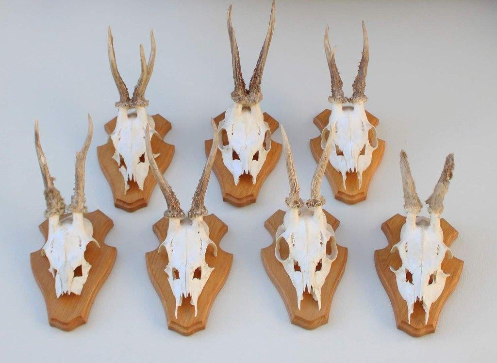 7 x REE GEWEI op licht houten schild - met kaakdeeltjes, Verzamelen, Dierenverzamelingen, Gebruikt, Gewei of Kop, Hert, Ophalen of Verzenden