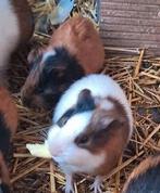 2 cavia beertjes, Dieren en Toebehoren, Knaagdieren, Juni, Mannelijk, Cavia