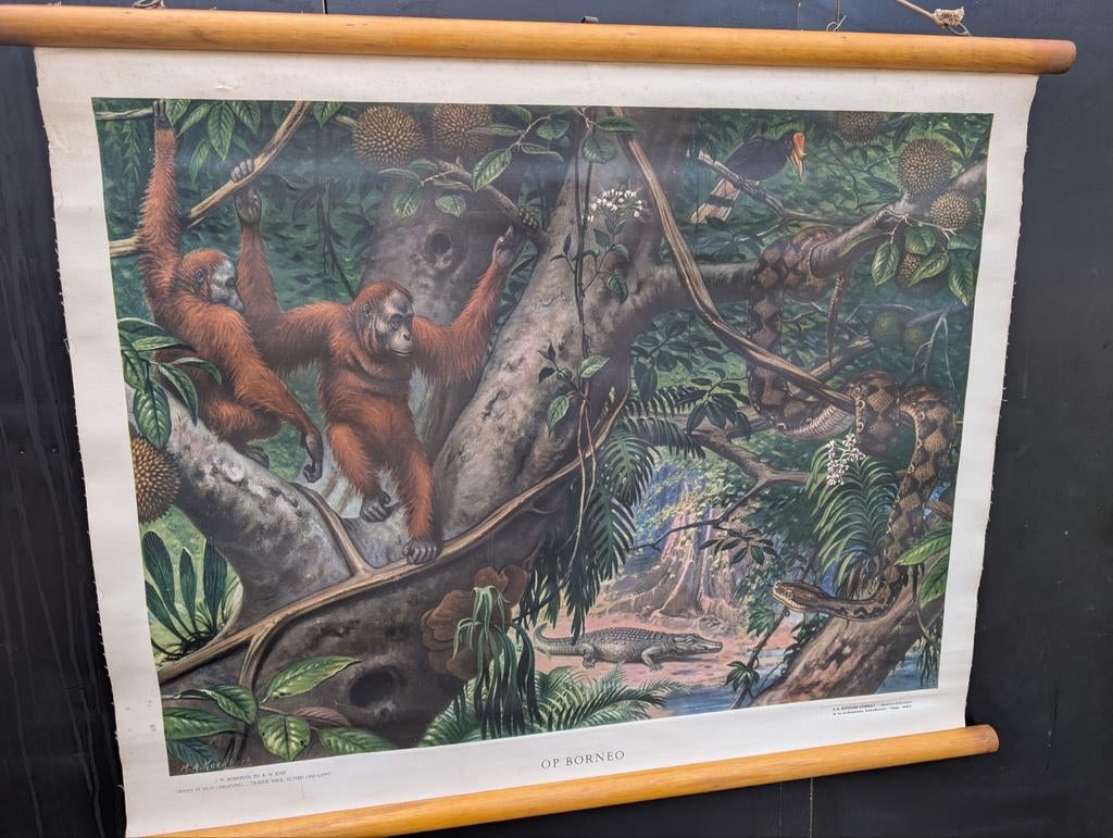 Schoolplaat op Borneo, Antiek en Kunst, Antiek | Schoolplaten, Ophalen