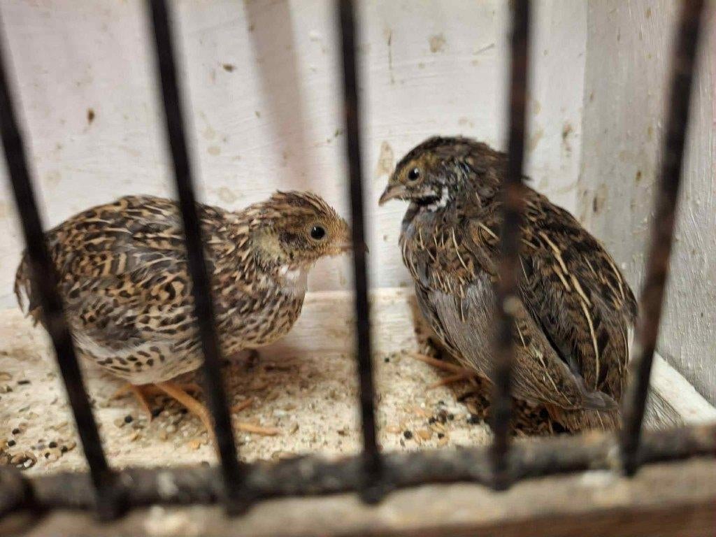 mooi koppel Chinese dwergkwartels