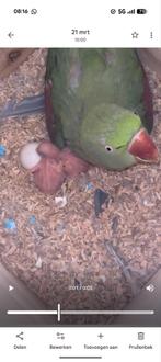 Alexander parkieten baby's, Dieren en Toebehoren