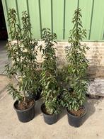 6 Prunus Lusitanica, Jardin & Terrasse, Plantes | Arbustes & Haies, Enlèvement, Laurier