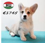 Welsh Corgi (mâles) chiots à vendre, 15 semaines à 1 an, Chien (mâle), Hépatite contagieuse (maladie de Rubarth), Autres races