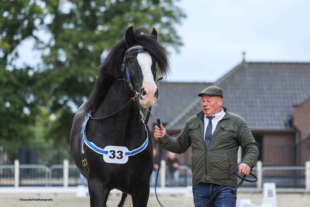 Dekhengst, Dieren en Toebehoren, Paarden, Hengst, M