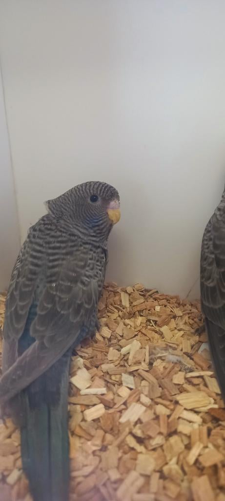 Bfbw dd blauw, Mannelijk, Parkiet, Geringd