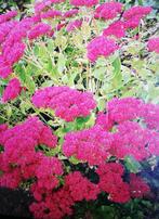 Echange ou vend Sédum spectabile rose, Enlèvement, Été, Plante fixe, Plein soleil