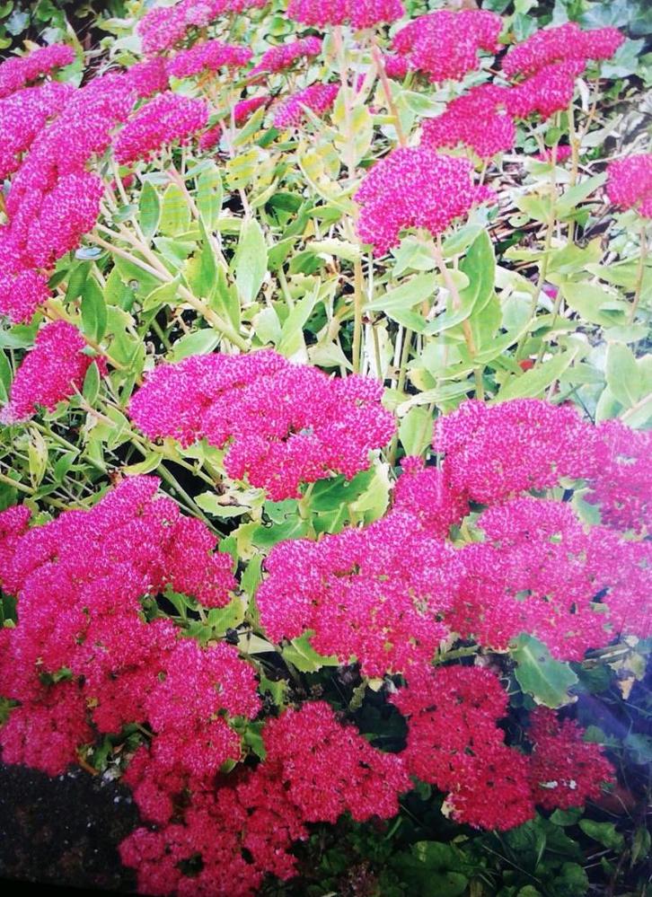 Echange ou vend Sédum spectabile rose, Tuin en Terras, Planten | Tuinplanten, Vaste plant, Volle zon, Zomer, Ophalen