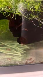 Crevettes Neo Cardina