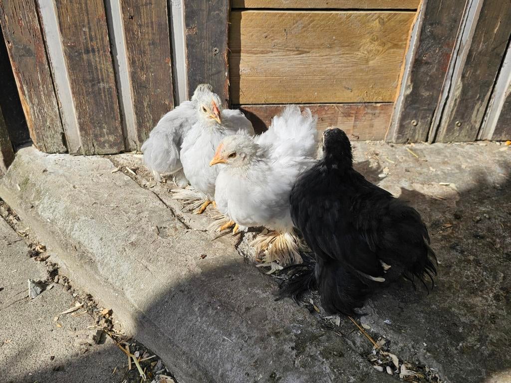 Gratis cochinkriel kuikens, Sexe inconnu