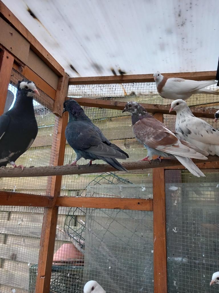 Iranian mooi duiven 15€stuk, Dieren en Toebehoren, Vogels | Duiven