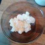 Melkkefir korrels, Starter