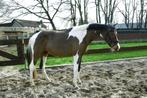 Brave 3 jarige bonte E-pony / klein paardje dressuur spring, Dieren en Toebehoren, Springpony, 3 tot 6 jaar, Gechipt, Onbeleerd