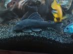 Pleco L350, Animaux & Accessoires