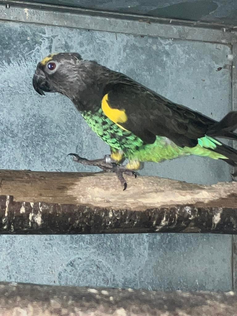 Meyer papegaai man, Dieren en Toebehoren, Papegaai