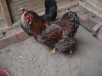 wyandotte hen (goud zwart gezoomd), Dieren en Toebehoren, Vrouwelijk, Kip